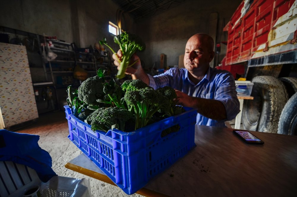 Salgında Hobi Amaçlı Sera Kuran Mühendis, Sebze Talebine Yetişemiyor