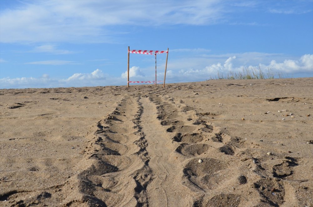 Antalya'da Caretta Carettalar, Yumurta Bırakmaya Başladı