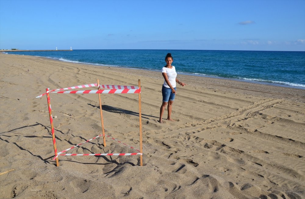 Antalya'da Caretta Carettalar, Yumurta Bırakmaya Başladı