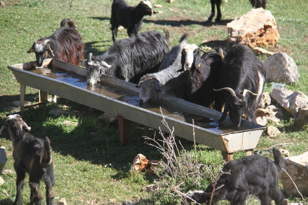 Konya'da Hayvanlar Kuyu Sularına Yöneldi