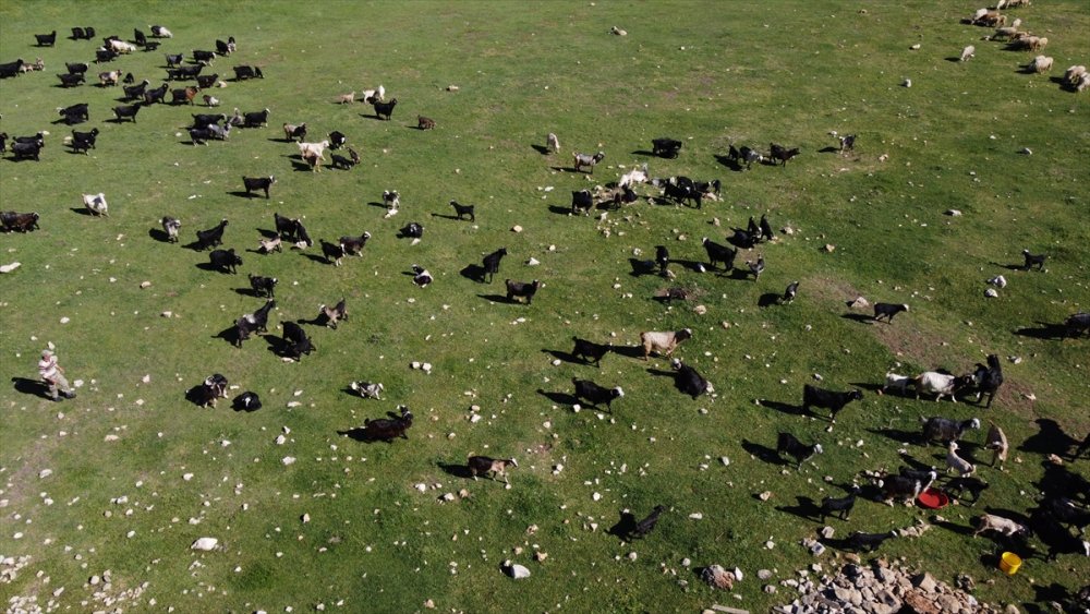 Konya'da Hayvanlar Kuyu Sularına Yöneldi