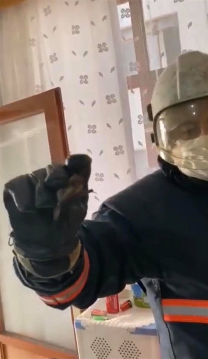 Mersin'de Evin Mutfağındaki Davlumbaza Giren 4 Yarasa Çıkarılıp Doğaya Bırakıldı