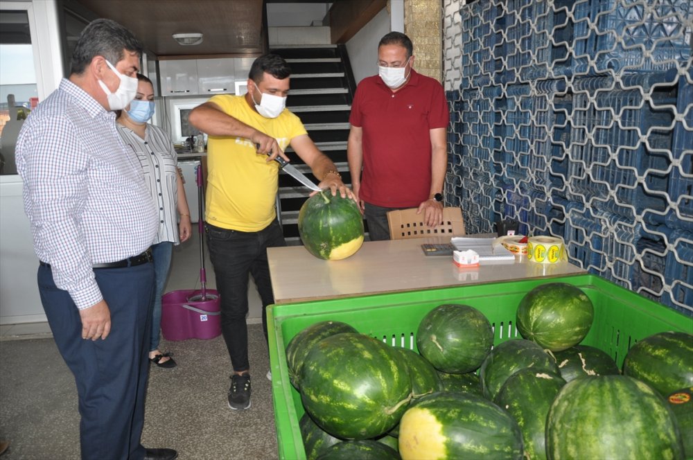 Mersin'de "ham Kavun, Karpuz Timi" Olgunlaşmamış Ürünü Hasat Ettirmeyecek