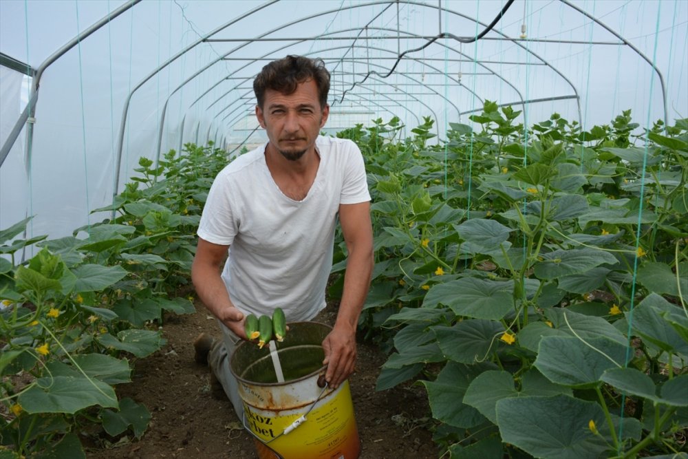 Mihalgazi İlçesinde Örtü Altında Üretilen Salatalıklar İstanbul'a Gönderiliyor
