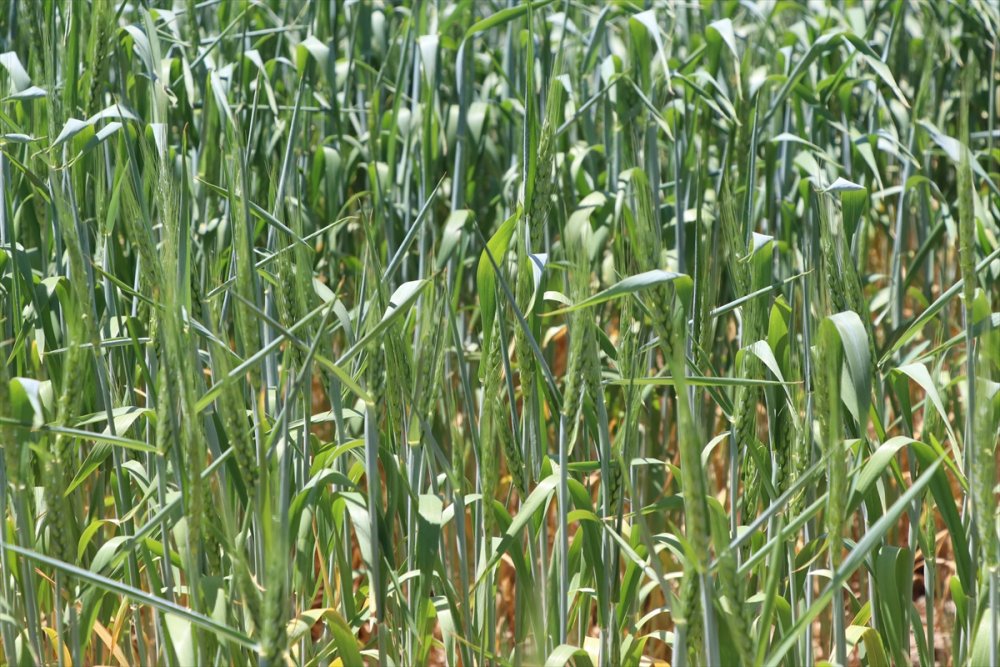 Niğdeli Çiftçiler Cumhurbaşkanı Erdoğan'ın Açıkladığı Desteklerden Memnun