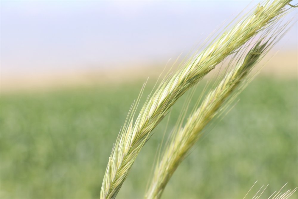 Niğdeli Çiftçiler Cumhurbaşkanı Erdoğan'ın Açıkladığı Desteklerden Memnun