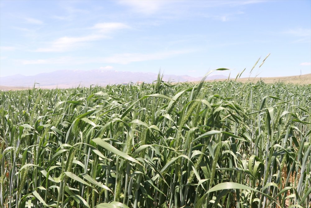 Niğdeli Çiftçiler Cumhurbaşkanı Erdoğan'ın Açıkladığı Desteklerden Memnun