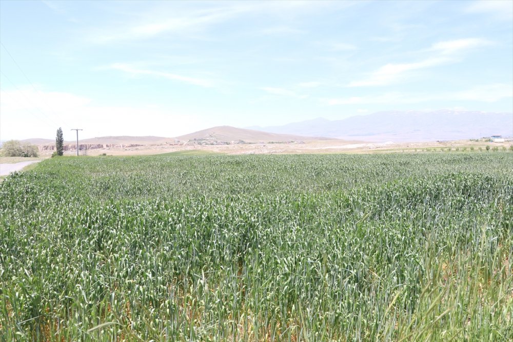 Niğdeli Çiftçiler Cumhurbaşkanı Erdoğan'ın Açıkladığı Desteklerden Memnun