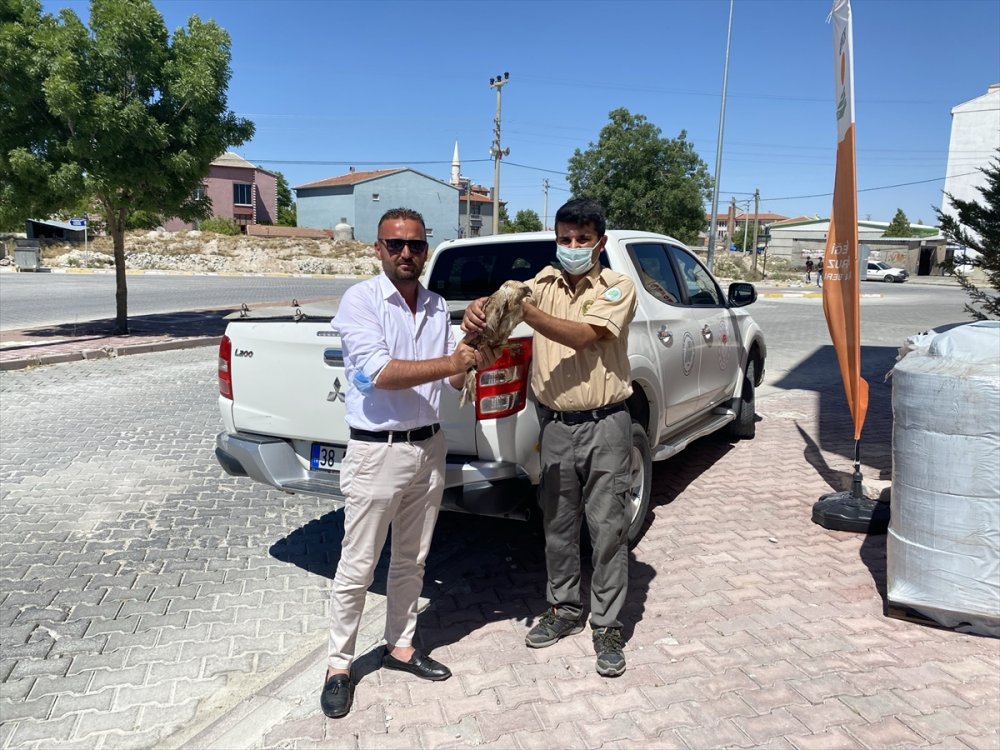 Aksaray'da Yaralı Kızıl Şahin Tedaviye Alındı