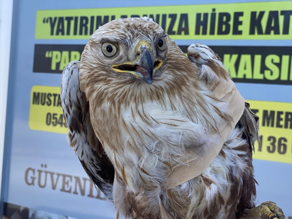 Aksaray'da Yaralı Kızıl Şahin Tedaviye Alındı