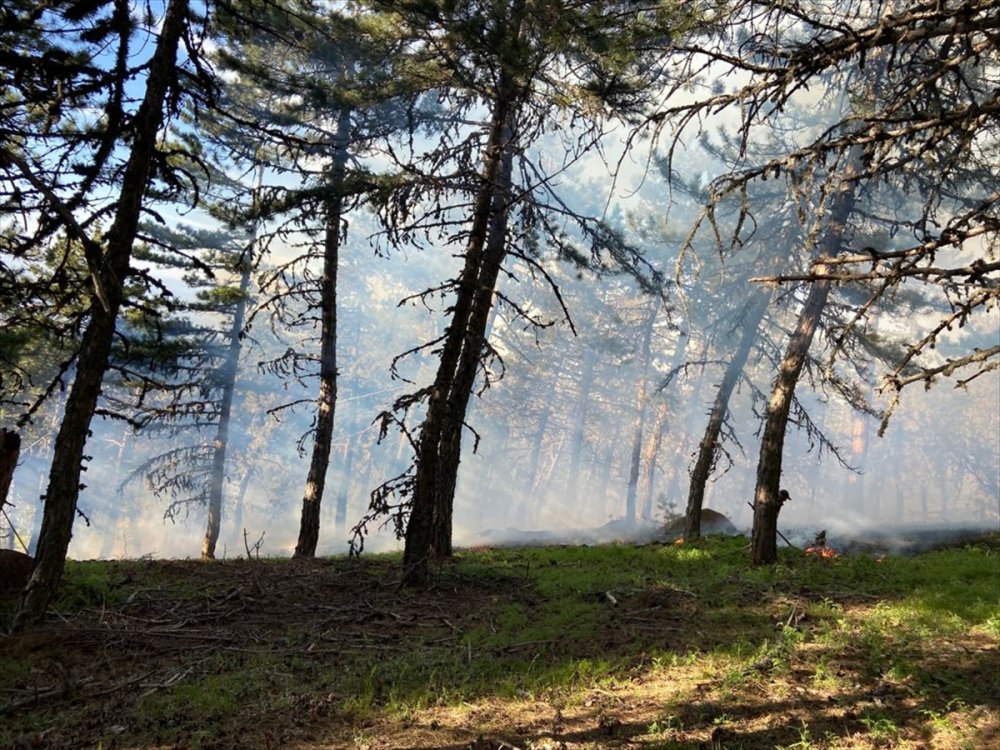 Eskişehir'de Ormanlık Alanda Yangın Çıktı