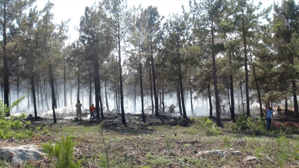 Mersin'de Çıkan Orman Yangını Söndürüldü