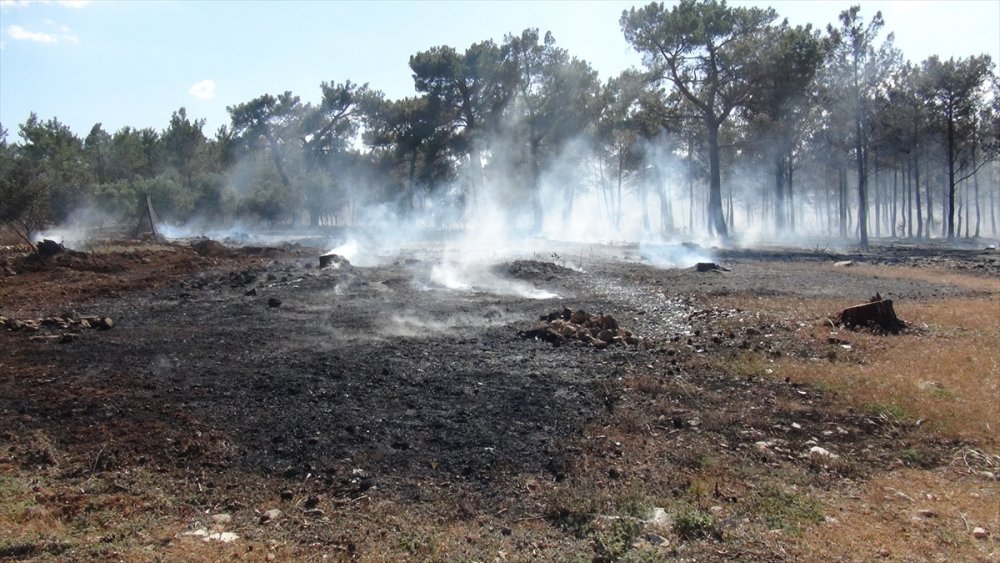Mersin'de Çıkan Orman Yangını Söndürüldü