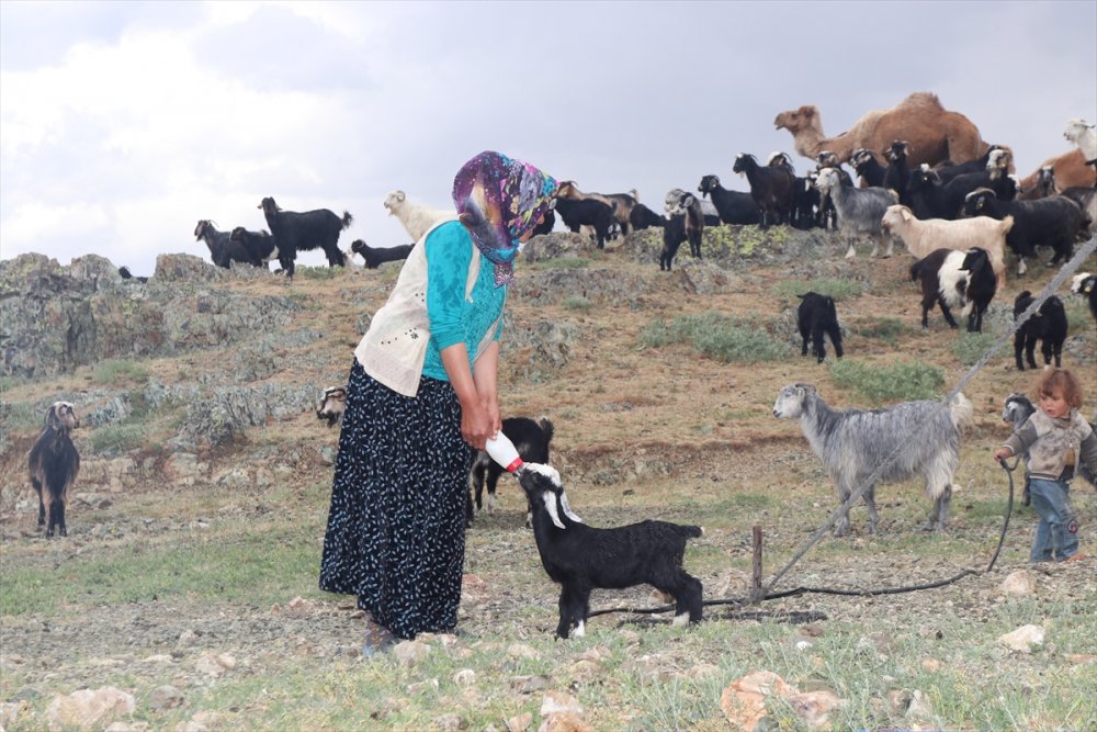 Sarıkeçili Yörükler İçin Göç Telaşı
