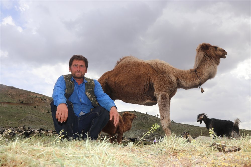 Sarıkeçili Yörükler İçin Göç Telaşı