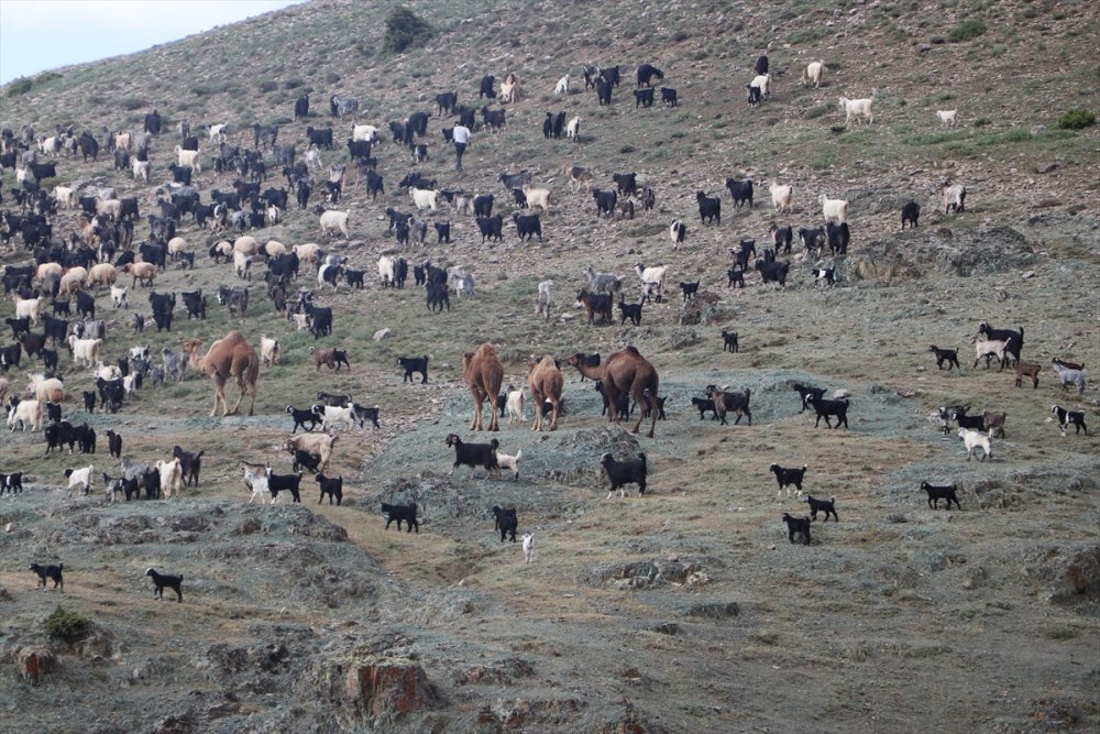 Sarıkeçili Yörükler İçin Göç Telaşı