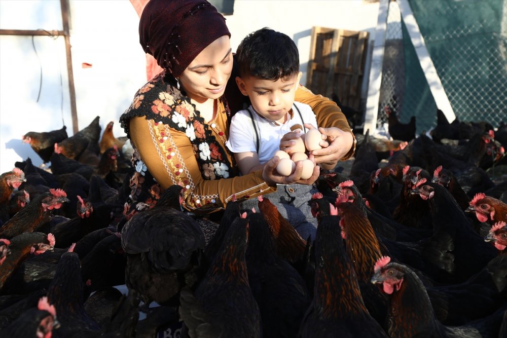 Çubuklu Öğretmen, 3 Yıl Önce Başladığı Kümes Hayvanı Yetiştiriciliğinde 1500 Tavuğa Ulaştı