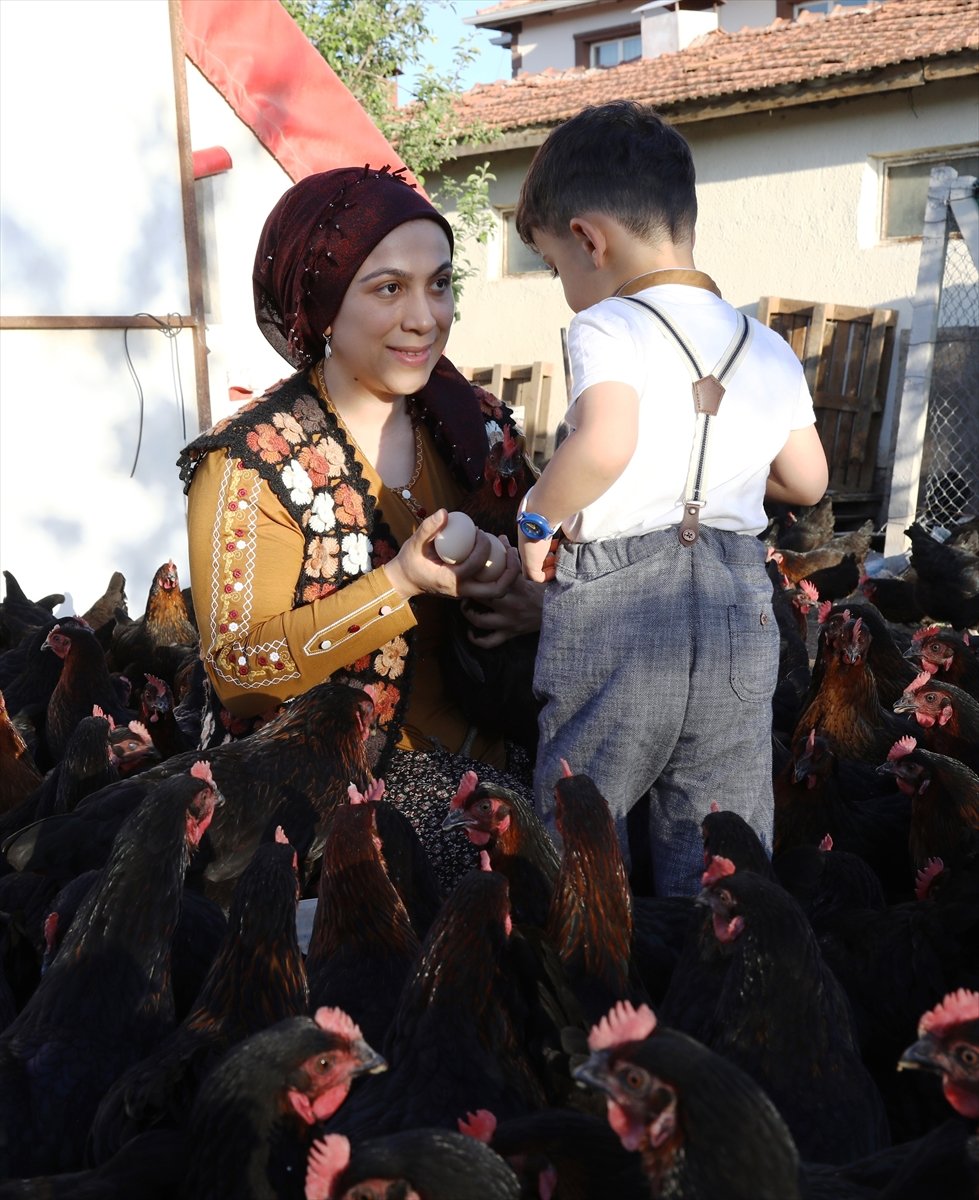 Çubuklu Öğretmen, 3 Yıl Önce Başladığı Kümes Hayvanı Yetiştiriciliğinde 1500 Tavuğa Ulaştı