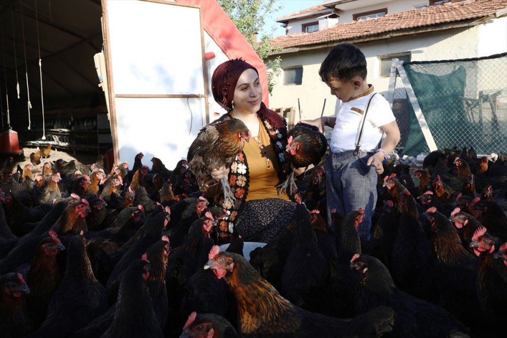 Çubuklu Öğretmen, 3 Yıl Önce Başladığı Kümes Hayvanı Yetiştiriciliğinde 1500 Tavuğa Ulaştı