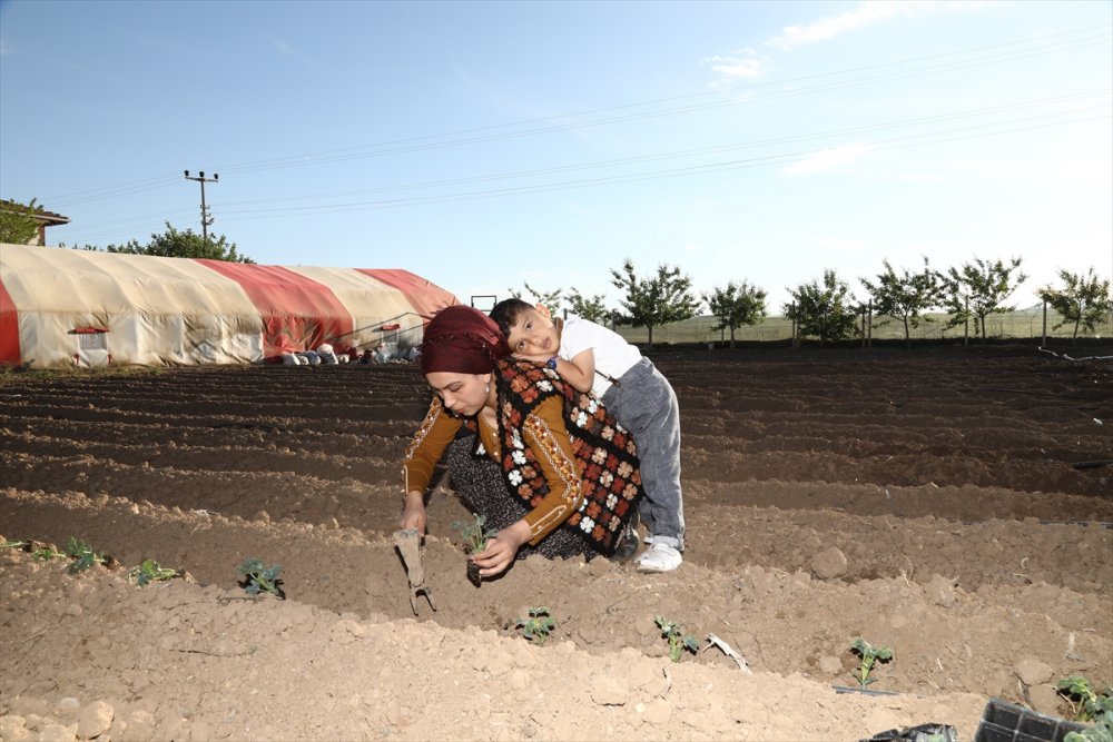 Çubuklu Öğretmen, 3 Yıl Önce Başladığı Kümes Hayvanı Yetiştiriciliğinde 1500 Tavuğa Ulaştı