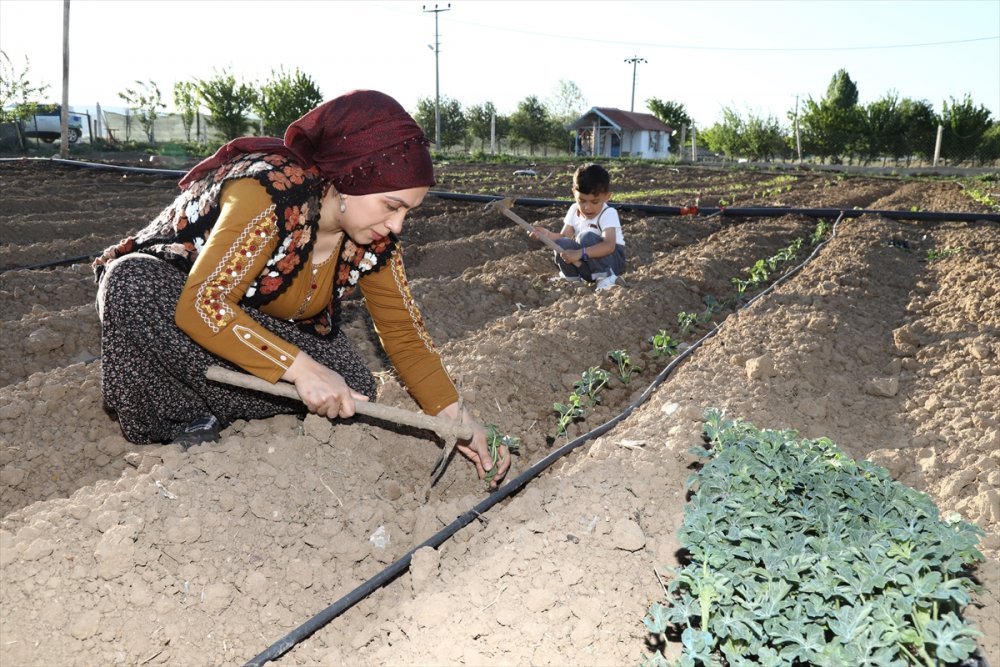 Çubuklu Öğretmen, 3 Yıl Önce Başladığı Kümes Hayvanı Yetiştiriciliğinde 1500 Tavuğa Ulaştı