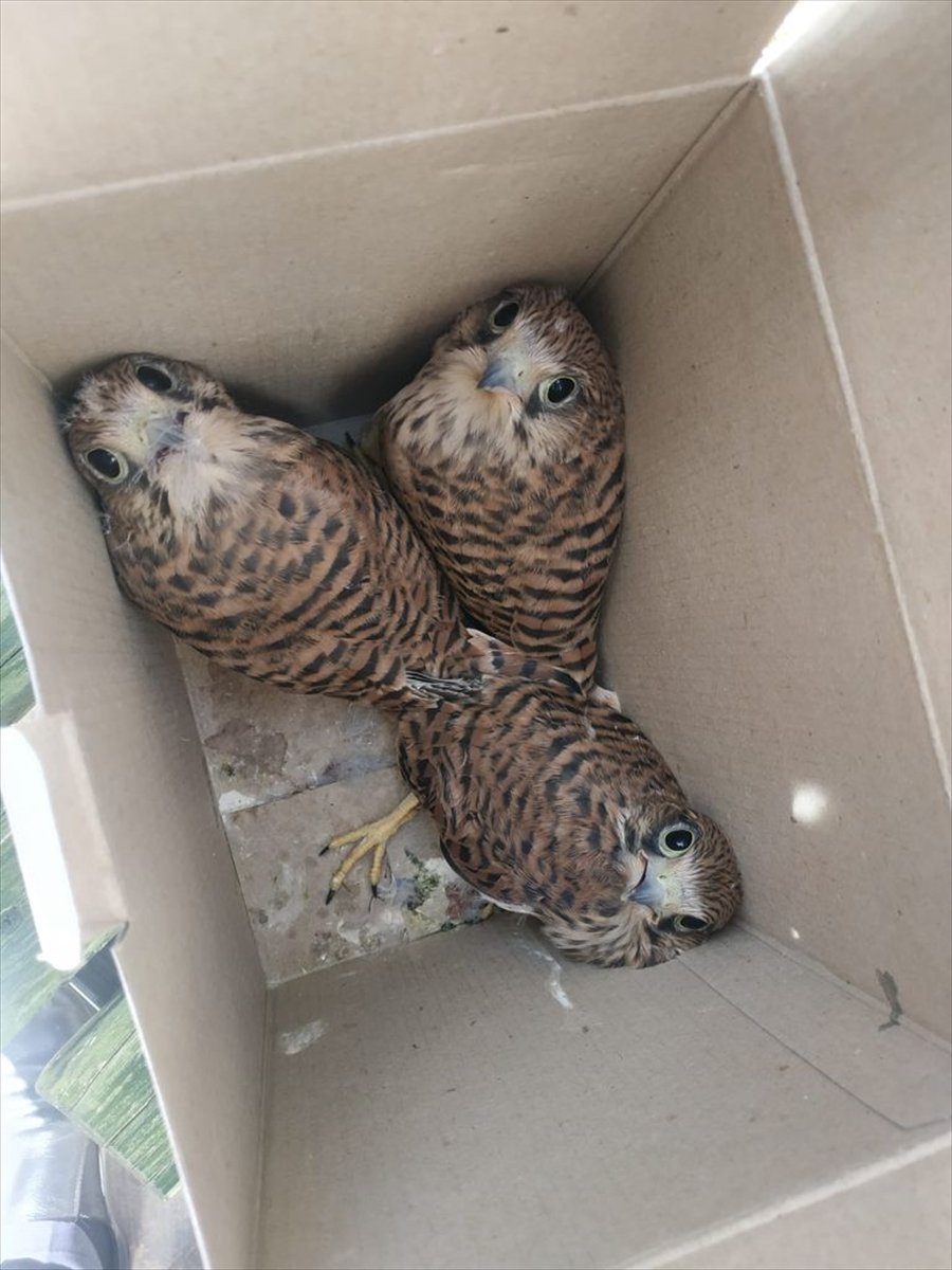 Aksaray'da Yuvadan Düşen Şahin Yavruları, İtfaiye Tarafından Yerine Bırakıldı