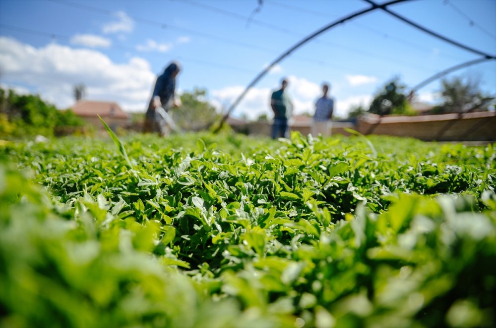 Anne Ve Kızları Ata Tohumuyla Başladıkları Fide Üretiminde Talebe Yetişemiyor