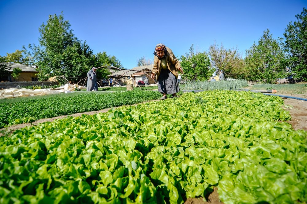 Anne Ve Kızları Ata Tohumuyla Başladıkları Fide Üretiminde Talebe Yetişemiyor