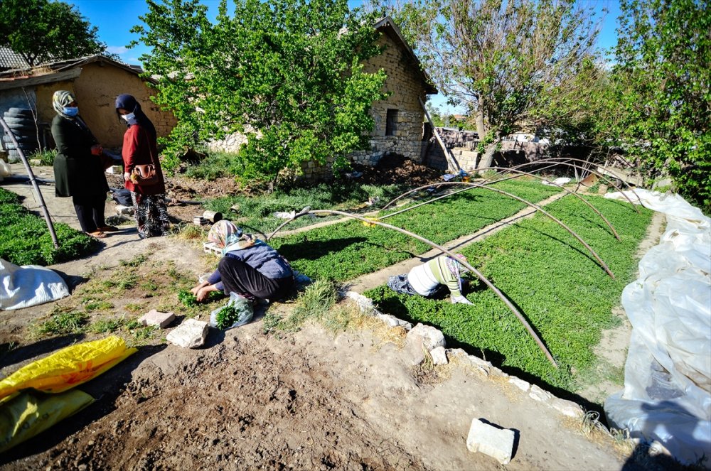 Anne Ve Kızları Ata Tohumuyla Başladıkları Fide Üretiminde Talebe Yetişemiyor