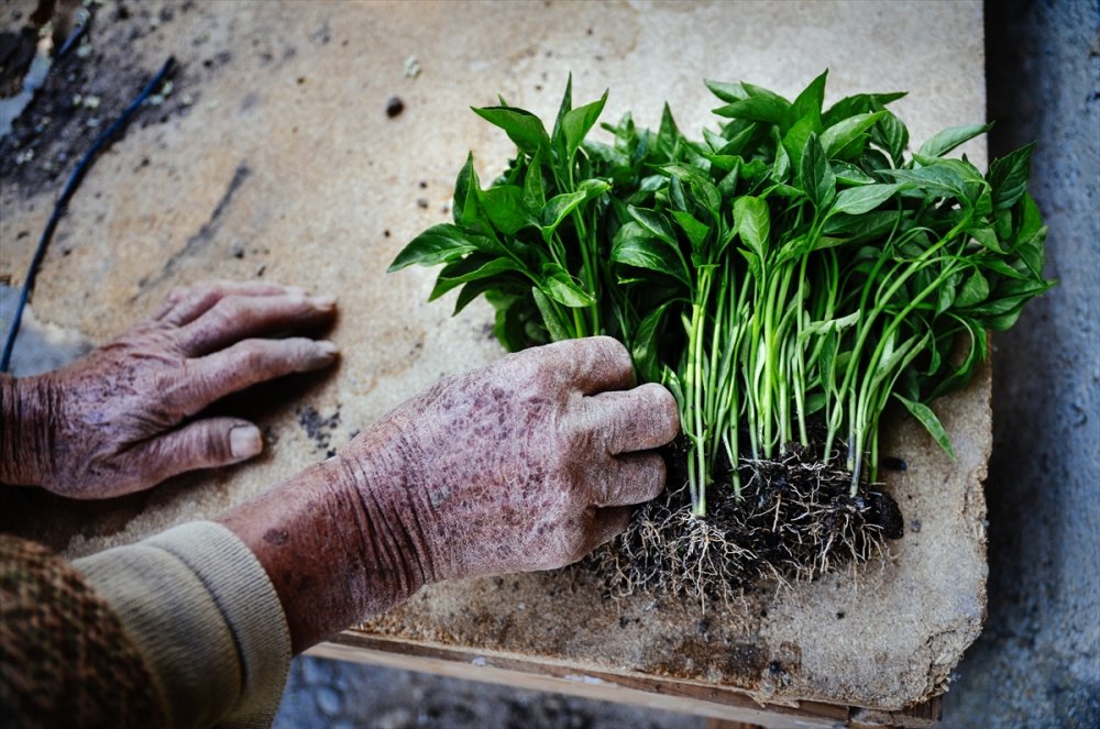 Anne Ve Kızları Ata Tohumuyla Başladıkları Fide Üretiminde Talebe Yetişemiyor