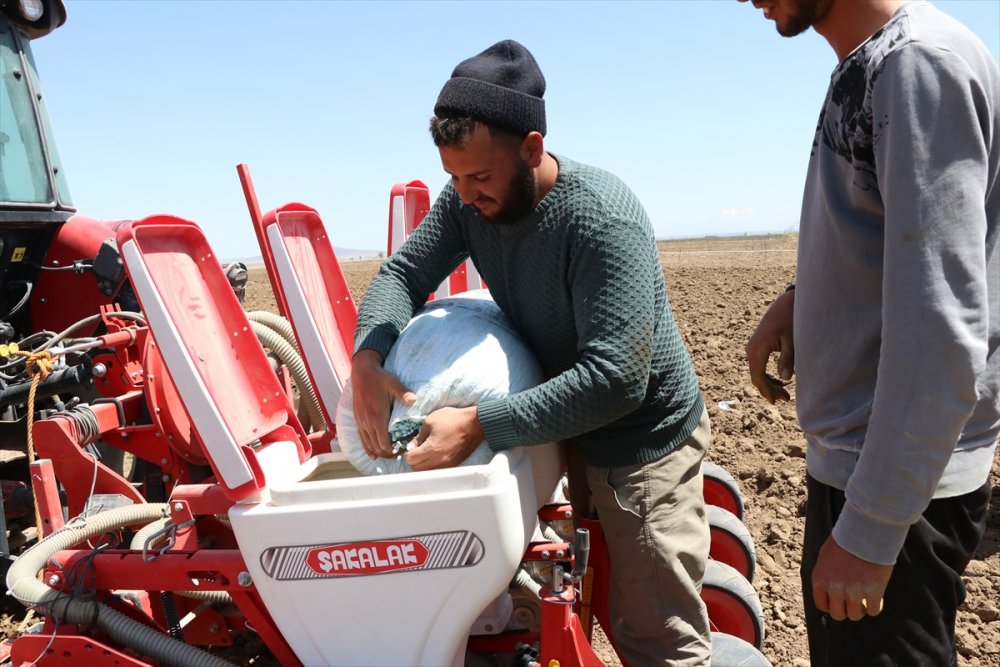 "patates Ambarı" Niğde'de Çiftçiler Kuru Fasulyeye Yöneldi