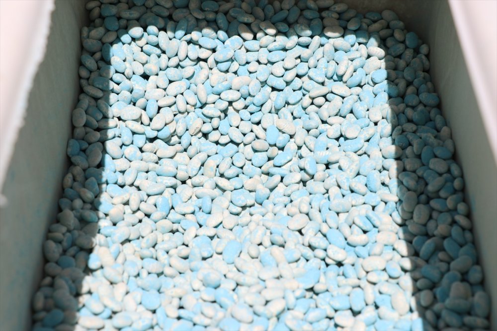 "patates Ambarı" Niğde'de Çiftçiler Kuru Fasulyeye Yöneldi