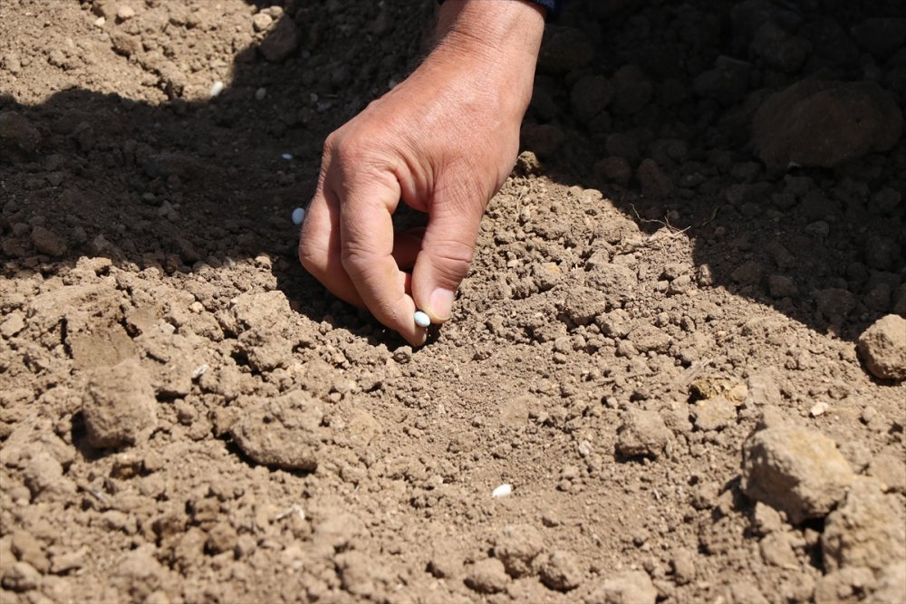 "patates Ambarı" Niğde'de Çiftçiler Kuru Fasulyeye Yöneldi