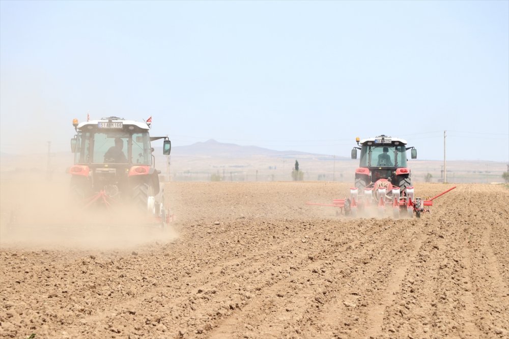 "patates Ambarı" Niğde'de Çiftçiler Kuru Fasulyeye Yöneldi