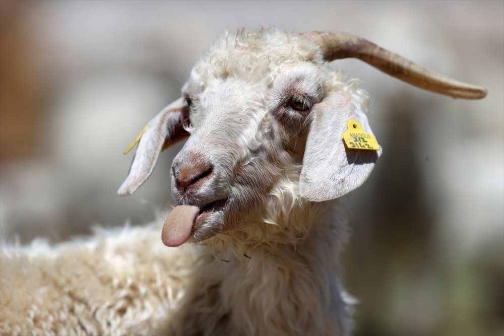 Tiftik Keçisinin Gen Kaynağını Koruyan İşletmede, Oğlaklar Anneleriyle Buluştu