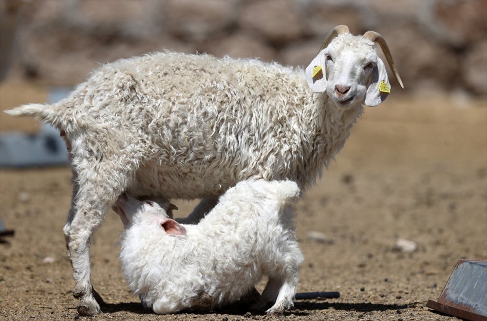Tiftik Keçisinin Gen Kaynağını Koruyan İşletmede, Oğlaklar Anneleriyle Buluştu