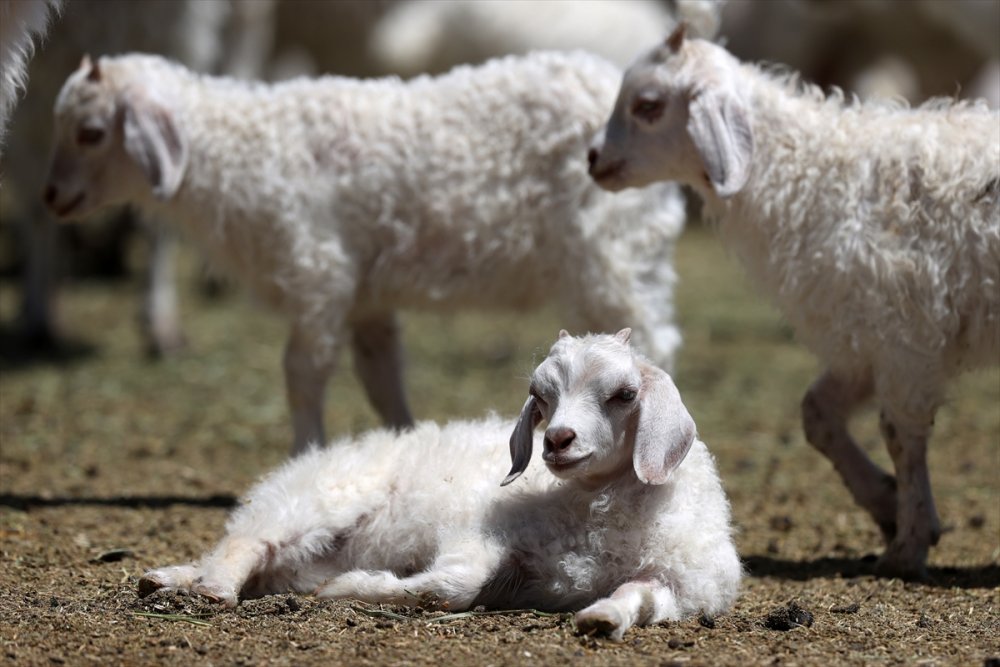 Tiftik Keçisinin Gen Kaynağını Koruyan İşletmede, Oğlaklar Anneleriyle Buluştu