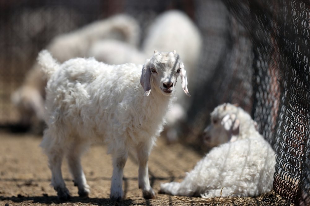 Tiftik Keçisinin Gen Kaynağını Koruyan İşletmede, Oğlaklar Anneleriyle Buluştu