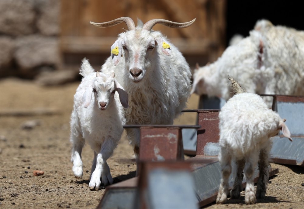 Tiftik Keçisinin Gen Kaynağını Koruyan İşletmede, Oğlaklar Anneleriyle Buluştu