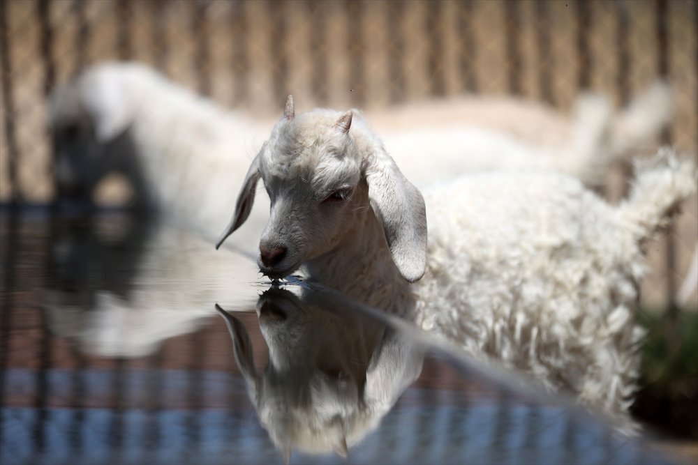Tiftik Keçisinin Gen Kaynağını Koruyan İşletmede, Oğlaklar Anneleriyle Buluştu