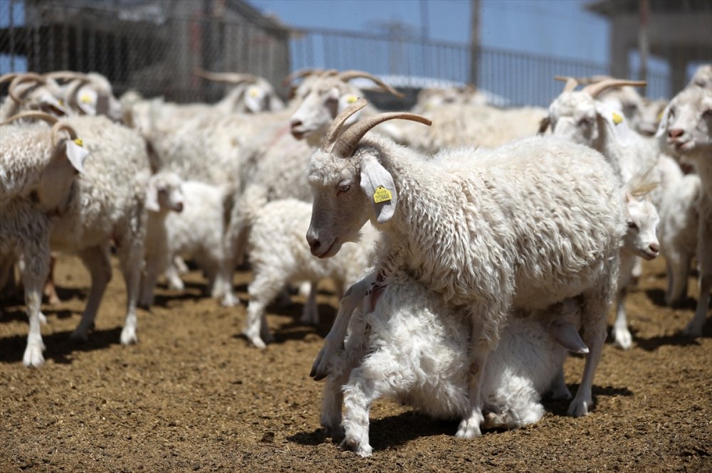 Tiftik Keçisinin Gen Kaynağını Koruyan İşletmede, Oğlaklar Anneleriyle Buluştu
