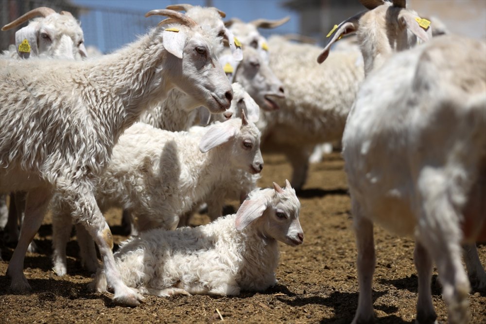 Tiftik Keçisinin Gen Kaynağını Koruyan İşletmede, Oğlaklar Anneleriyle Buluştu