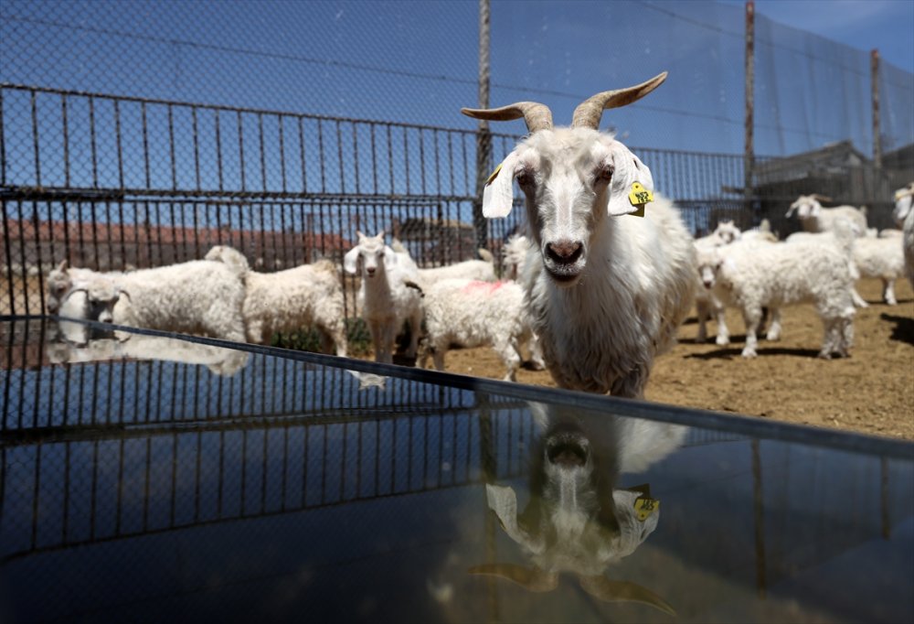 Tiftik Keçisinin Gen Kaynağını Koruyan İşletmede, Oğlaklar Anneleriyle Buluştu