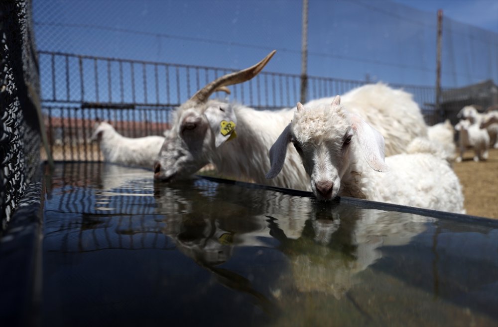 Tiftik Keçisinin Gen Kaynağını Koruyan İşletmede, Oğlaklar Anneleriyle Buluştu