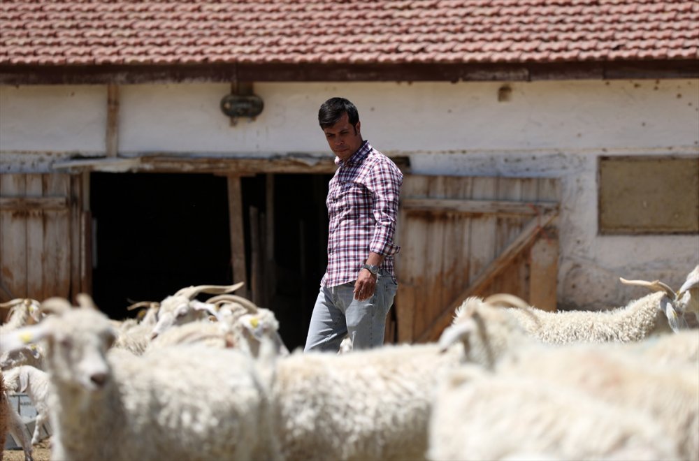 Tiftik Keçisinin Gen Kaynağını Koruyan İşletmede, Oğlaklar Anneleriyle Buluştu