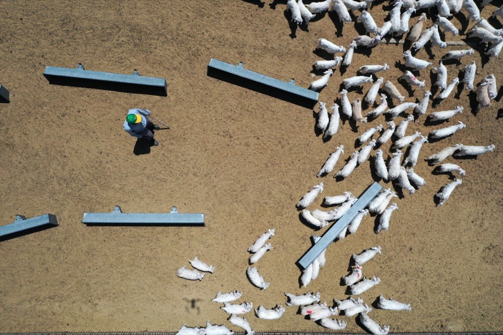 Tiftik Keçisinin Gen Kaynağını Koruyan İşletmede, Oğlaklar Anneleriyle Buluştu