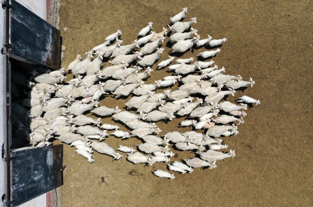 Tiftik Keçisinin Gen Kaynağını Koruyan İşletmede, Oğlaklar Anneleriyle Buluştu