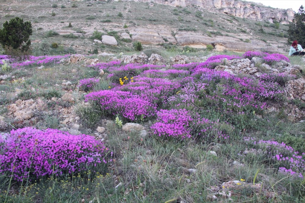 Başyayla'da Yetişen Kayagülü Korunma Altına Alınmayı Bekliyor