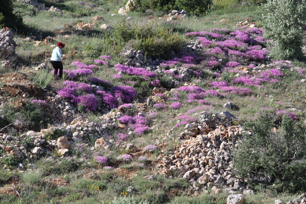 Başyayla'da Yetişen Kayagülü Korunma Altına Alınmayı Bekliyor