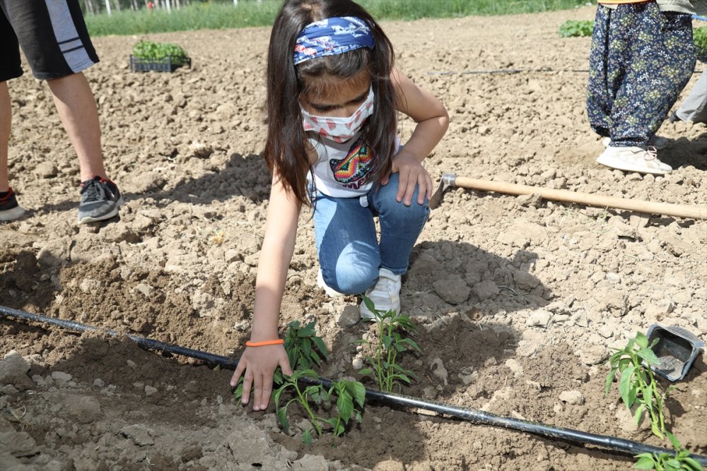 Çubuk'ta Genç Sporcular İhtiyaç Sahipleri İçin Sebze Yetiştiriyor